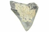 Serrated, Fossil Megalodon Tooth - North Carolina #358945-1